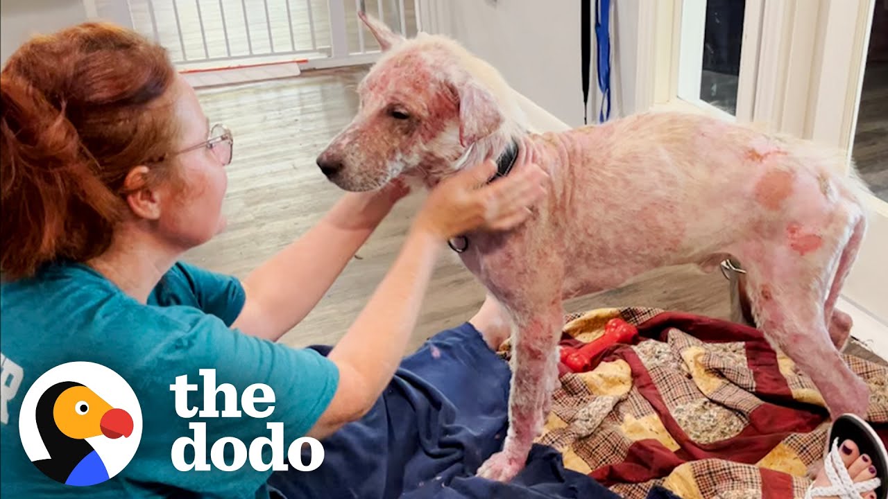 Bald Dog Turns Into The Fuzziest Teddy Bear | The Dodo