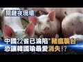 當中國22省已淪陷 「豬瘟襲台」恐讓韓國瑜最愛的滷肉飯消失！？Part4《關鍵夜現場》