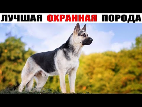 Восточноевропейская овчарка – в чём же ВЕО, лучше Немецкой овчарки?