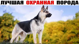 East European Shepherd - what is the VEO better than the German Shepherd?