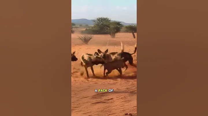Warthog Surrounded By Wild Dogs Has No Chance Of Escape  #wildlife #predatorvsprey #animals