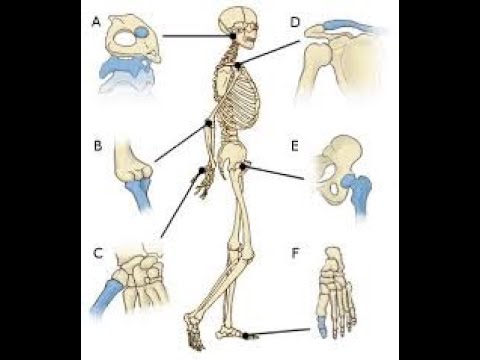 मानवी शरीरात सांधे काय आहे,  सांधेची वैशिष्ट्ये आणि प्रकार  Joints / Specification (SET/NET)