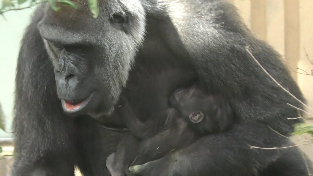 京都市動物園 ゴリラ 赤ちゃんの授乳 Gorilla Baby Feeding Youtube 京都市動物園 ゴリラ 赤ちゃんの授乳 Gorilla Baby Feeding Youtube