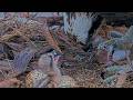 Iris Feeds Adorable Osprey Chick On Hellgate Osprey Cam | June 12, 2026