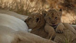 Am I eating or sleeping? Biggest trouble for a baby lion. [Africa Safari Plus⁺]65