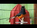 Masteran Murai Batu Satu Ini Sangat Cocok Untuk Pikat Murai Batu Agar Bongkar Isian Seketika Mp3 - Mp4 Download