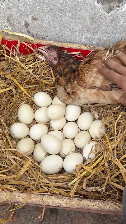 Oh no! Mother hen Died while hatching her Babies