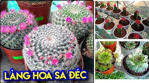 Làng Hoa Sa Đéc Đồng Tháp Tết Canh Tý 2020