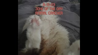 9 11 23 - Animal Cracker