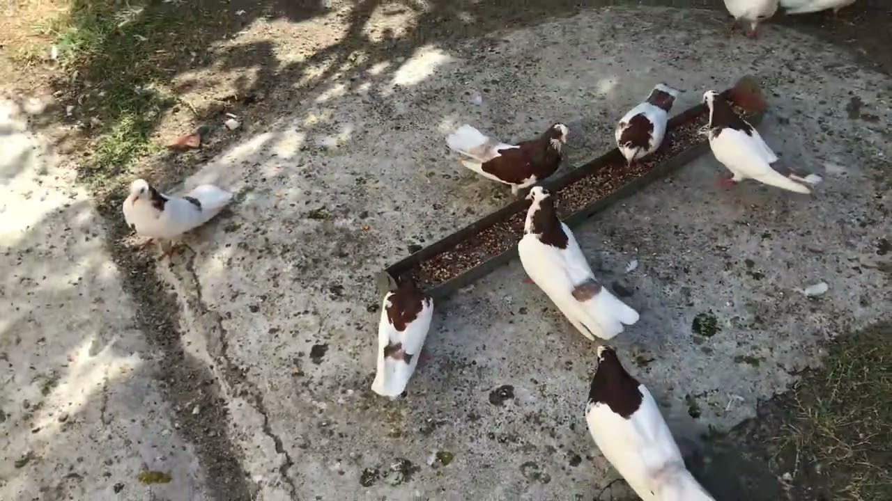 Balli Elbasani Tani 28