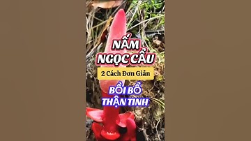 NẤM NGỌC CẨU 2 CÁCH BỒI BỔ THẬN TINH HIỆU QUẢ