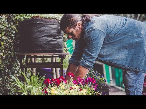 Vídeo: Aquilegia (56 Fotos): Descripció De La Flor De L’àguila O Zona De Captació, Plantació I Cura A Camp Obert, Cultiu De Plàntules I Reproducció. Com Tenir Cura Després De La Floració?