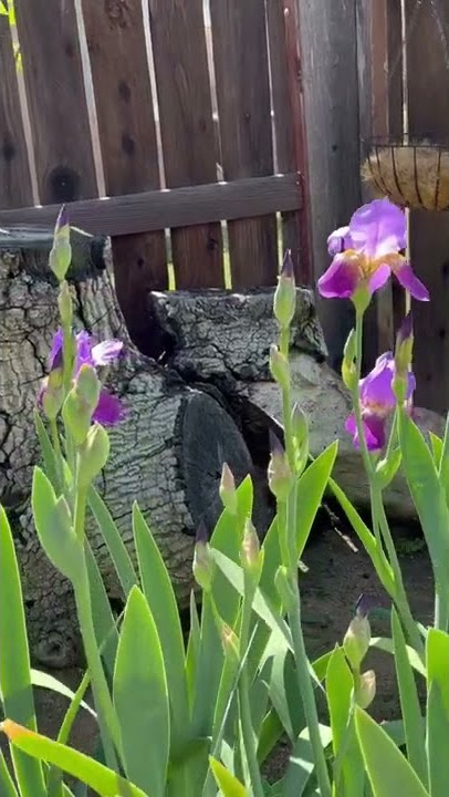 Springtime in our backyard. #irises #Spring￼ 🎼🎶🎵🎶🔊unmute