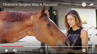 Chance's Surgery Was A Success! by World Animal News 296 views 6 years ago 1 minute