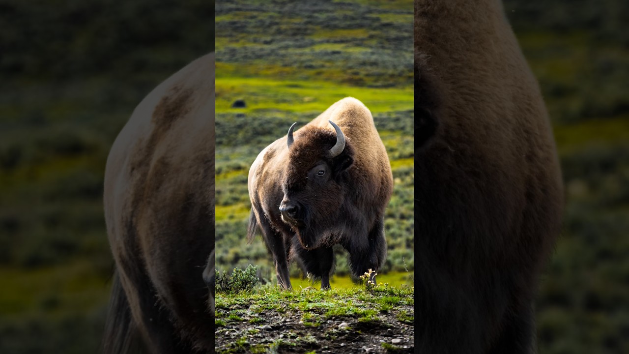 I took my Sony A7RVI to Yellowstone and these are the results. #travelphotography # #sony