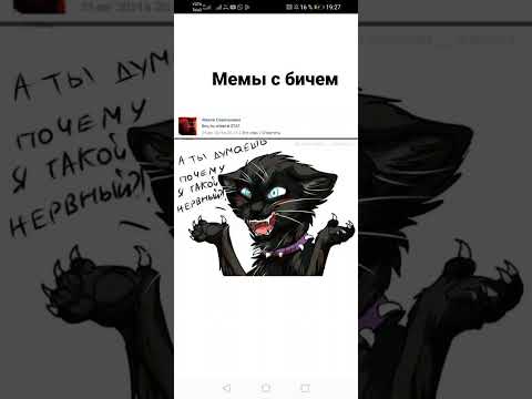 коты воители мемы приколы с бичем - YouTube