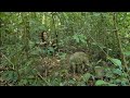 Take Pigs To Play In Forest To Find Food, Survival Instinct, Wilderness Alone, survival, Episode 154