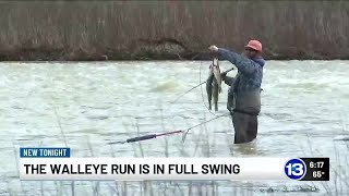 Walleye run draws anglers to Maumee River