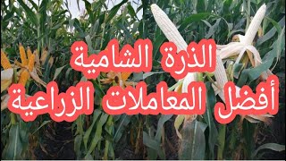 الذرة الشامية.. أفضل المعاملات الزراعية للحصول على إنتاجية عالية من الفدان