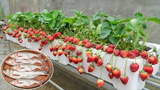 You will have a succulent strawberry garden if you grow strawberries using this method