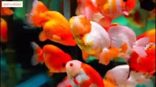 Diobok-obok Airnya Diobok-obok joshua|| Lagu anak Indonesia