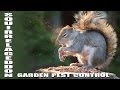 Beautiful back garden pest control - Slo Mo