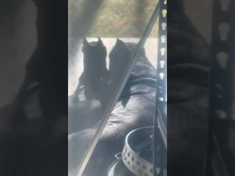 Just Enjoying Each Other S Company S Canecorso Dreeandghost Texas