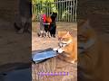 Billiyon ki murgi  Dawat🤣#sorts #shorts #funny #cat #youtubeshorts​​ #comedy