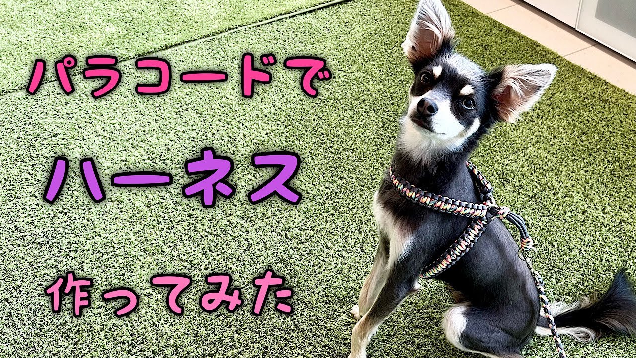 パラコードでハーネスとリード作ってみた！チワワ×ミニピン - YouTube