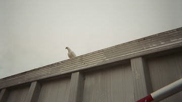 Form Constants - Fallow Through (2025)