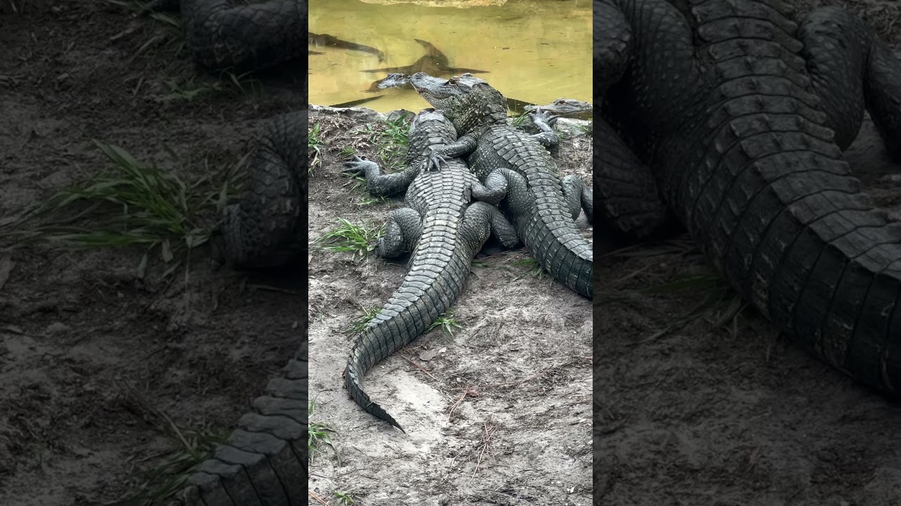 Are these alligators in love? 