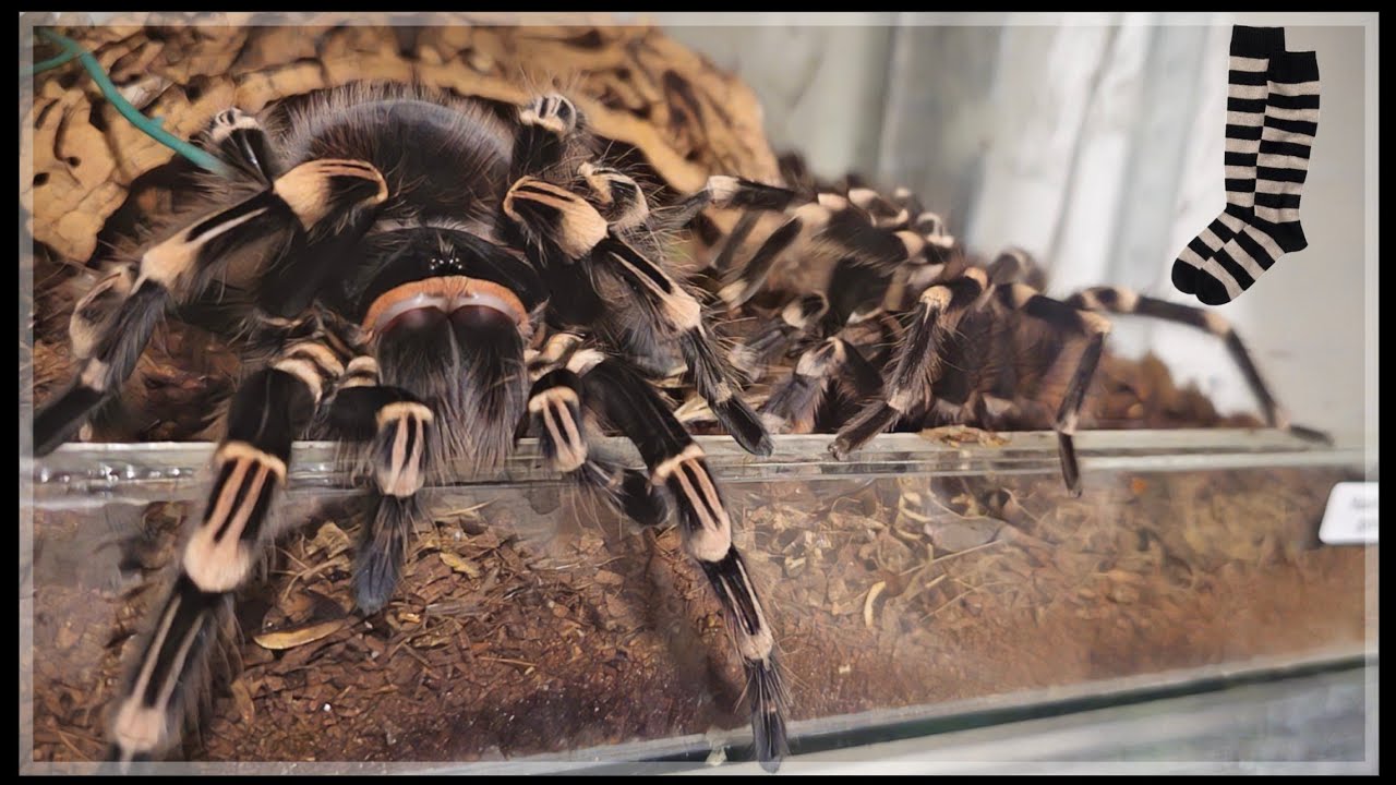 Acanthoscurria geniculata BEMUTATÁSA|TARTÁSA