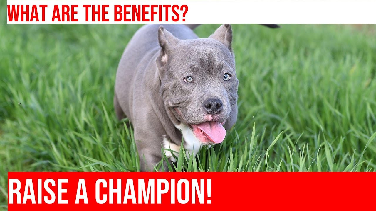 Train Your American Bully Puppy: Benefits of Socialization Classes ...