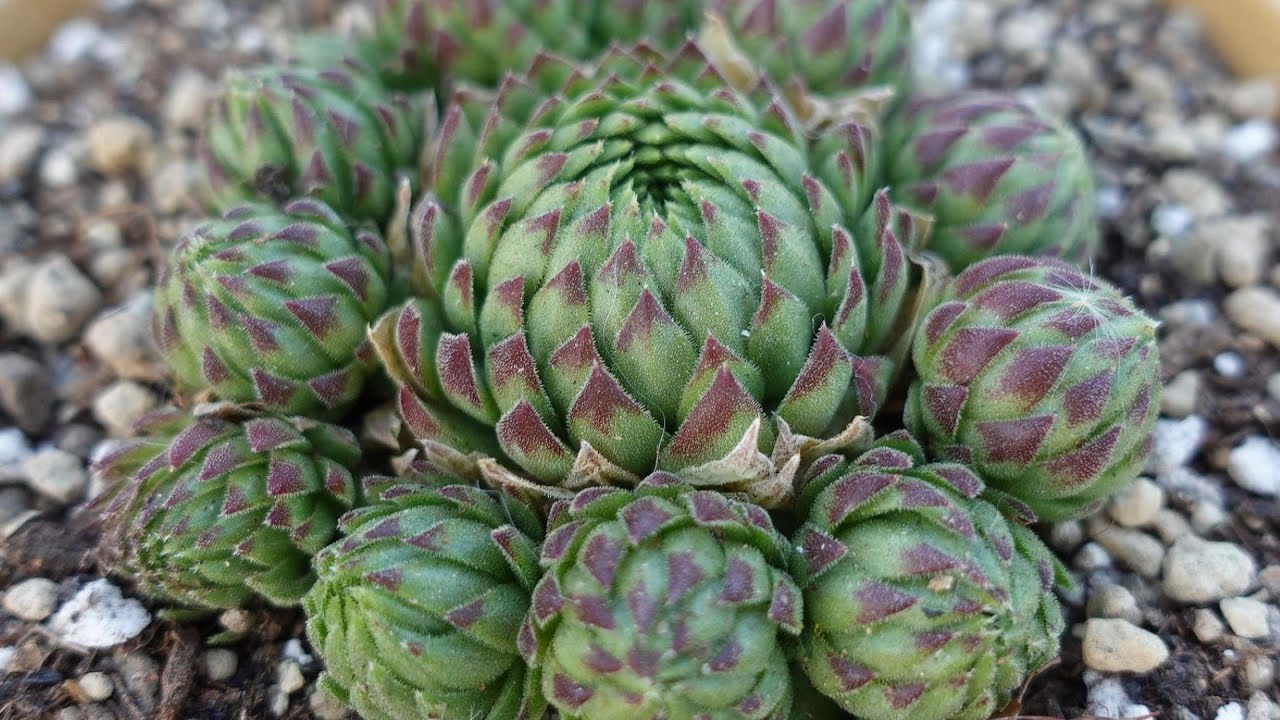 127 [This succulent is extremely resistant to cold] It can
