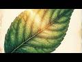Photosynthesis — How Plants Make Food From Light