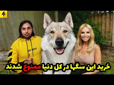 خطرناک ترین سگ دنیا سگهایی که خرید آنها ممنوعه 