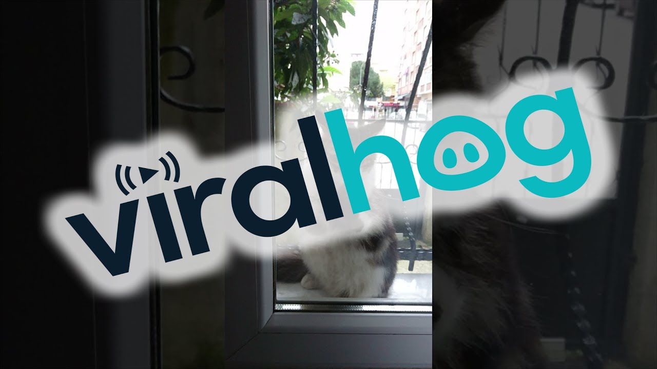 Cat Scratching Window Wants to be Adopted ViralHog YouTube