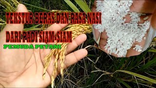 TEKSTUR BERAS DAN RASA NASI DARI PADI SIAM-SIAM