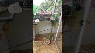 ഒരു കുഞ്ഞിക്കാല് കാണാൻ കാത്തിരിക്കുന്നു | Garden of Wings | Terrace Aviary | Aviary Setup