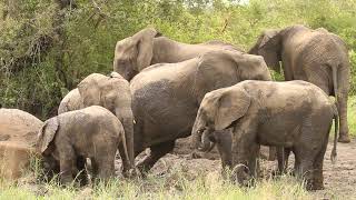 Elephant Mudbath