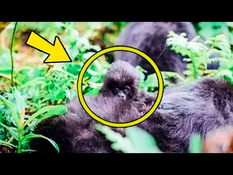 Video: Gorilla: foto, svars. Kur dzīvo gorillas?