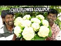 Lock down Special Cauliflower Lollipops | காலிபிளவர் லாலிபாப்ஸ் | Cauliflower Lollipop Recipe