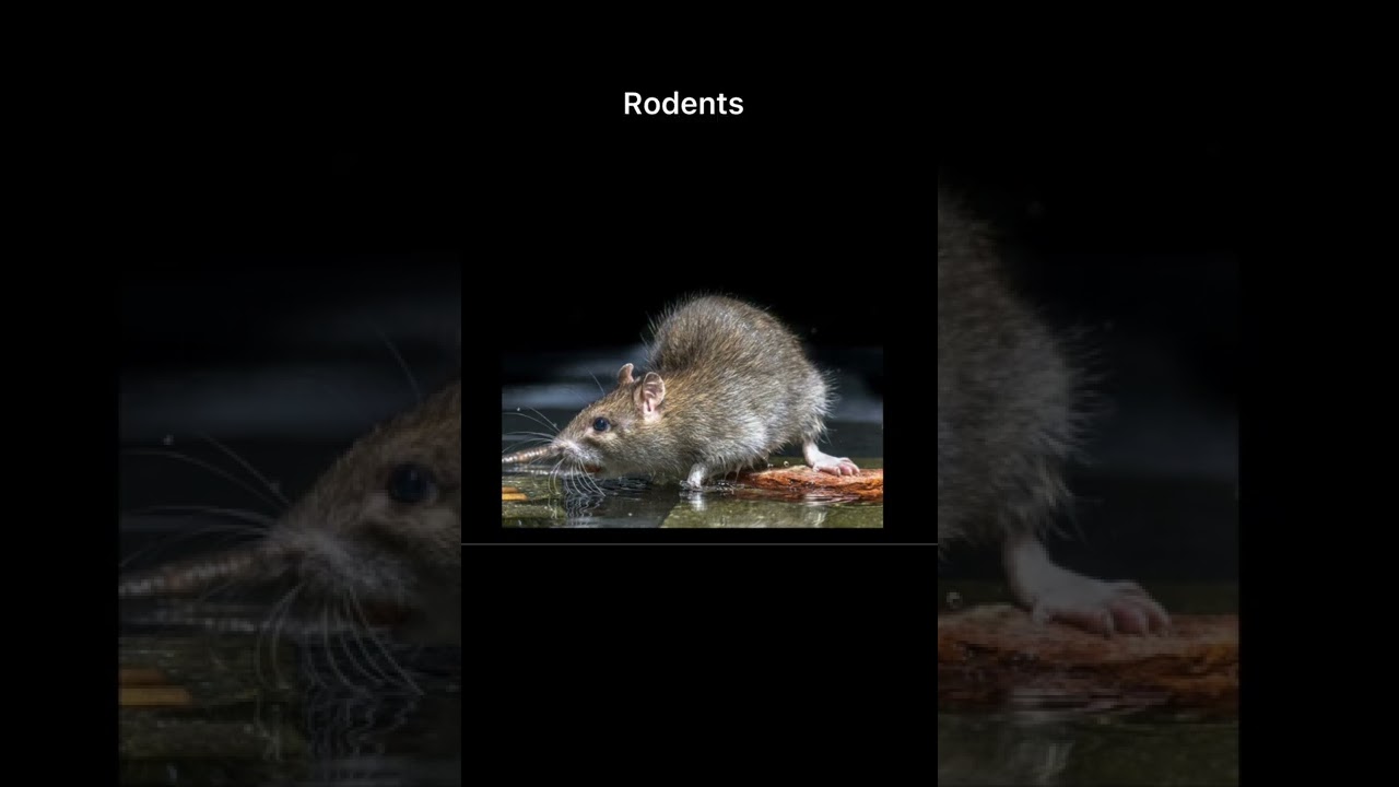 Call us for any pest control problems