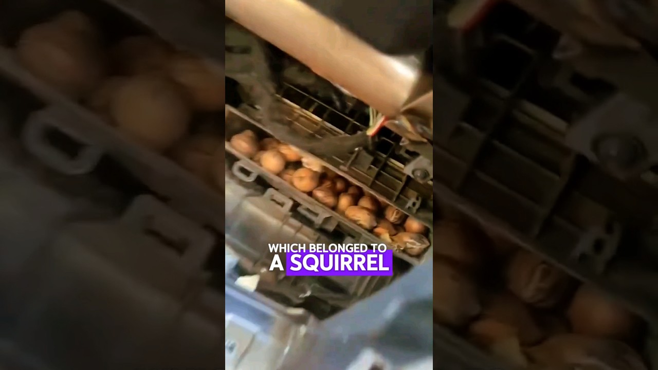 HIDDEN STASH OF NUTS INSIDE YOUR CAR! 