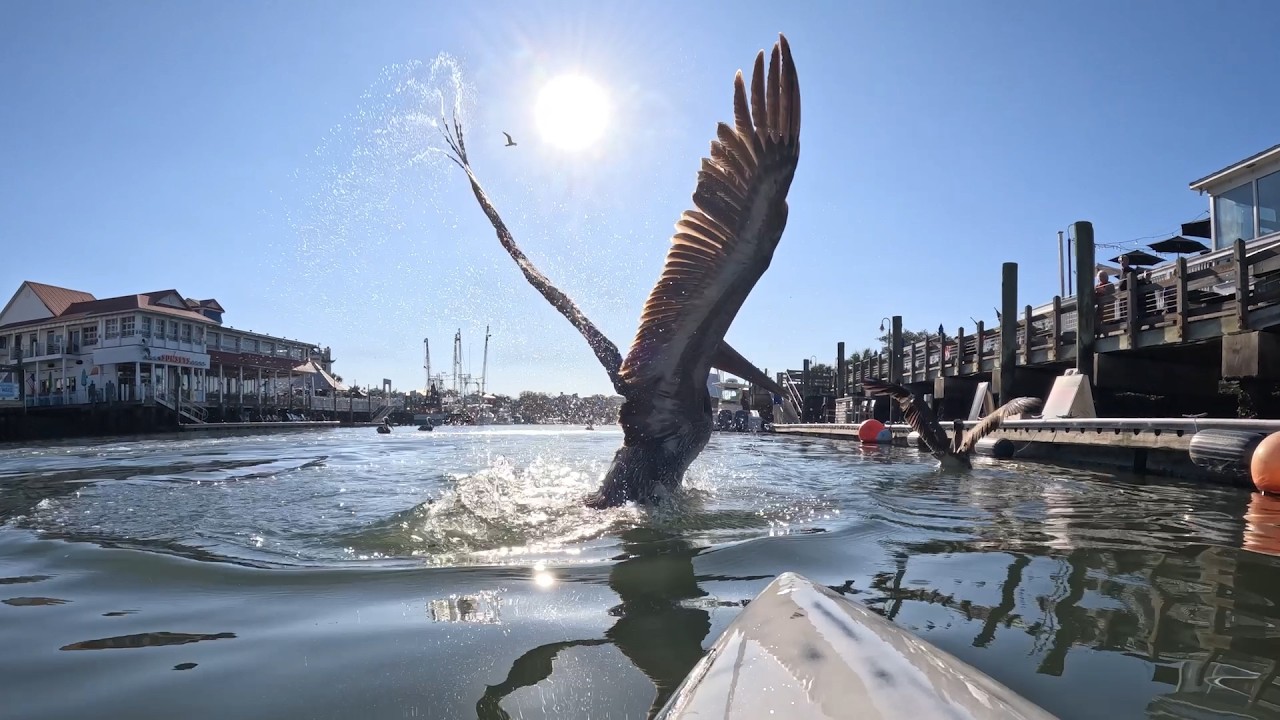 Prone Paddle From Shem Creek Around Crab Bank And Back.