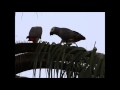 African Greys in the garden