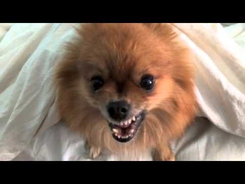mad pomeranian mad max the pomeranian mad pomeranian mad max the pomeranian