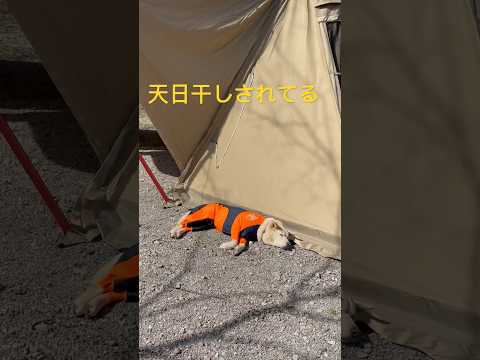 キャンプ場⛺️で天日干しされる犬🐕#犬 #キャンプ #那須高原 #アカルパ
