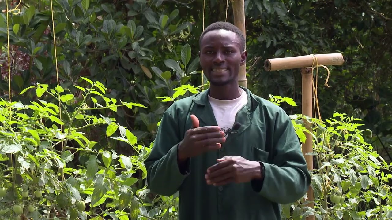 Yiga Okulima Enyaanya Mu Kutiya