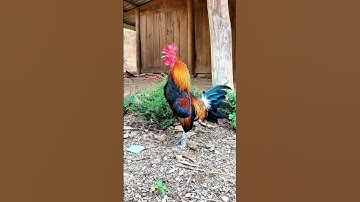 Tiếng gà rừng gáy Chuẩn 2025✔ #tiếnggàrừng #garung #chicken